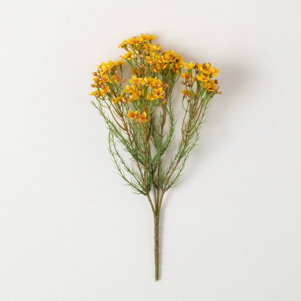 this yellow was flower with whispy green leaves is apox 15 inches tall and 7.5 inches wide