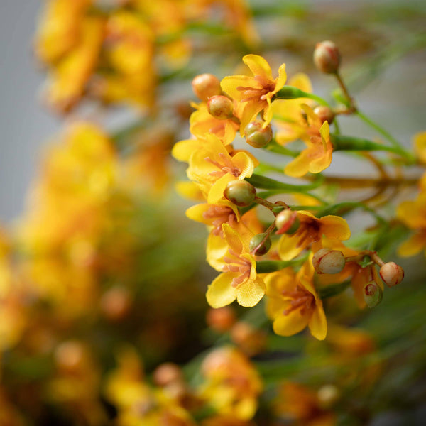 YELLOW WAX FLOWER BUSH